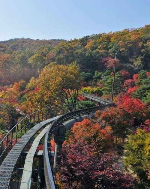 Seoul, South Korea - October 27, 2022: Hwadam Forest Botanic Garden small shuttle train car metal railway to Red Orange maple leaves trees in deep forest with beautiful colourful Autumn foliage trees scenery.