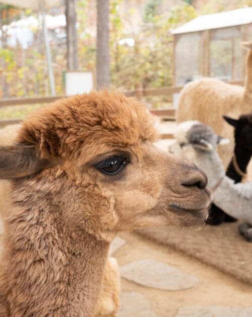 Close up image of brown alpaca's head. Group of llamas at the Alpaca World, South Korea.